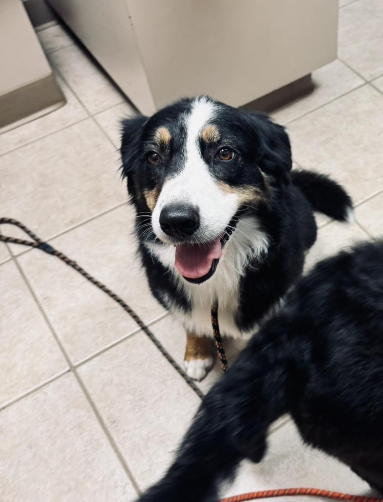 Enlarge Bella, a Adoptable Australian Shepherd in Louisburg, KS image 6/6