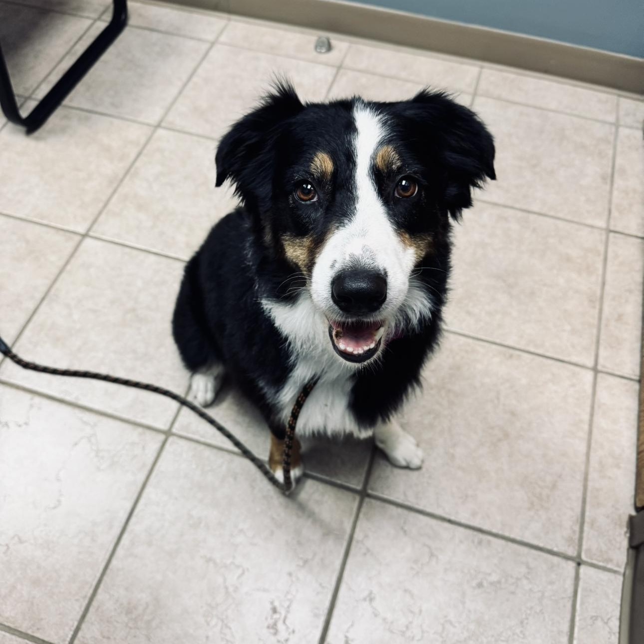 Enlarge Bella, a Adoptable Australian Shepherd in Louisburg, KS image 4/6