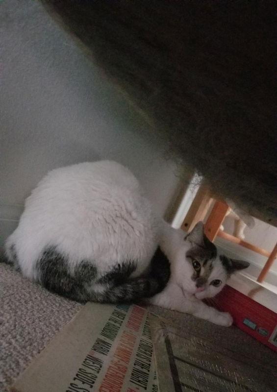 Birch, a Adoptable Domestic Short Hair in Pineville, LA image 2/2