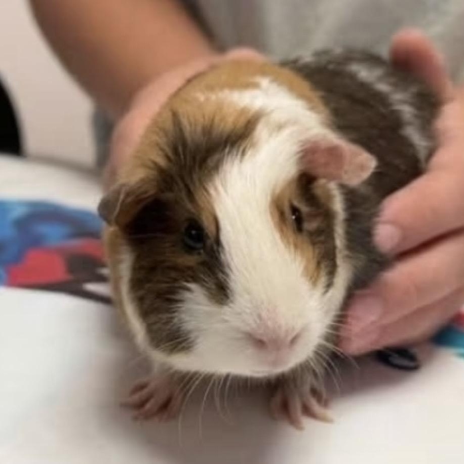 Phineas & Ferb, Adoptable, Young Male Guinea Pig.