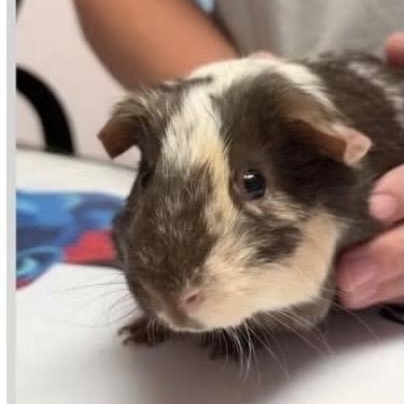 Enlarge Phineas & Ferb, a Adoptable Guinea Pig in Seneca, SC image 2/2