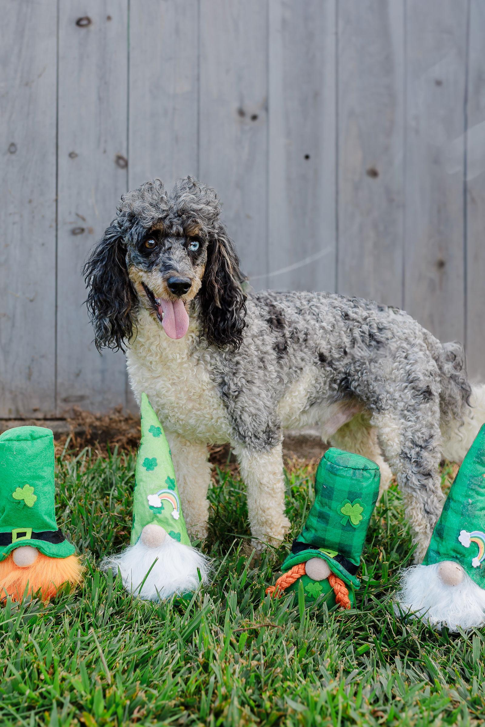 Simba - Dec 24, Adoptable, Adult Male Poodle.