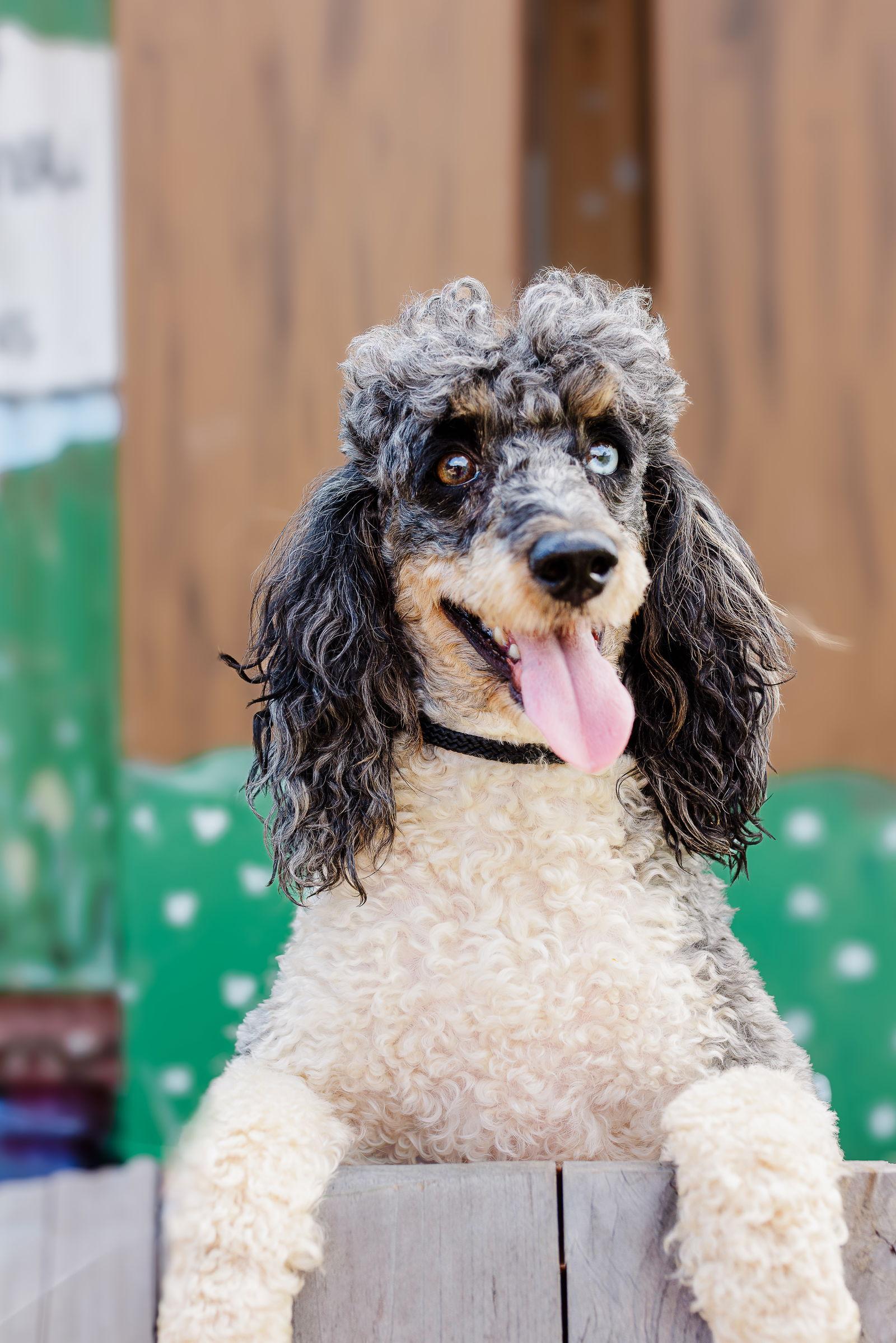 Enlarge Simba - Dec 24, a Adoptable Poodle in Pacolet, SC image 2/3