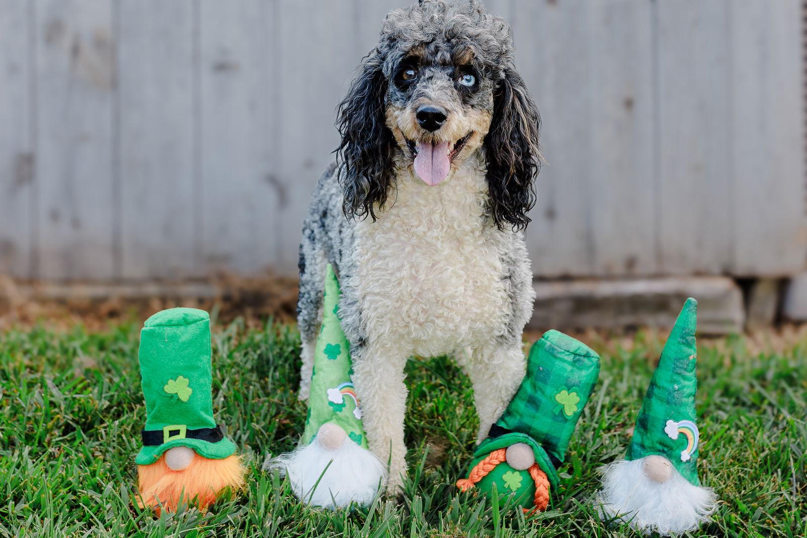 Enlarge Simba - Dec 24, a Adoptable Poodle in Pacolet, SC image 3/3
