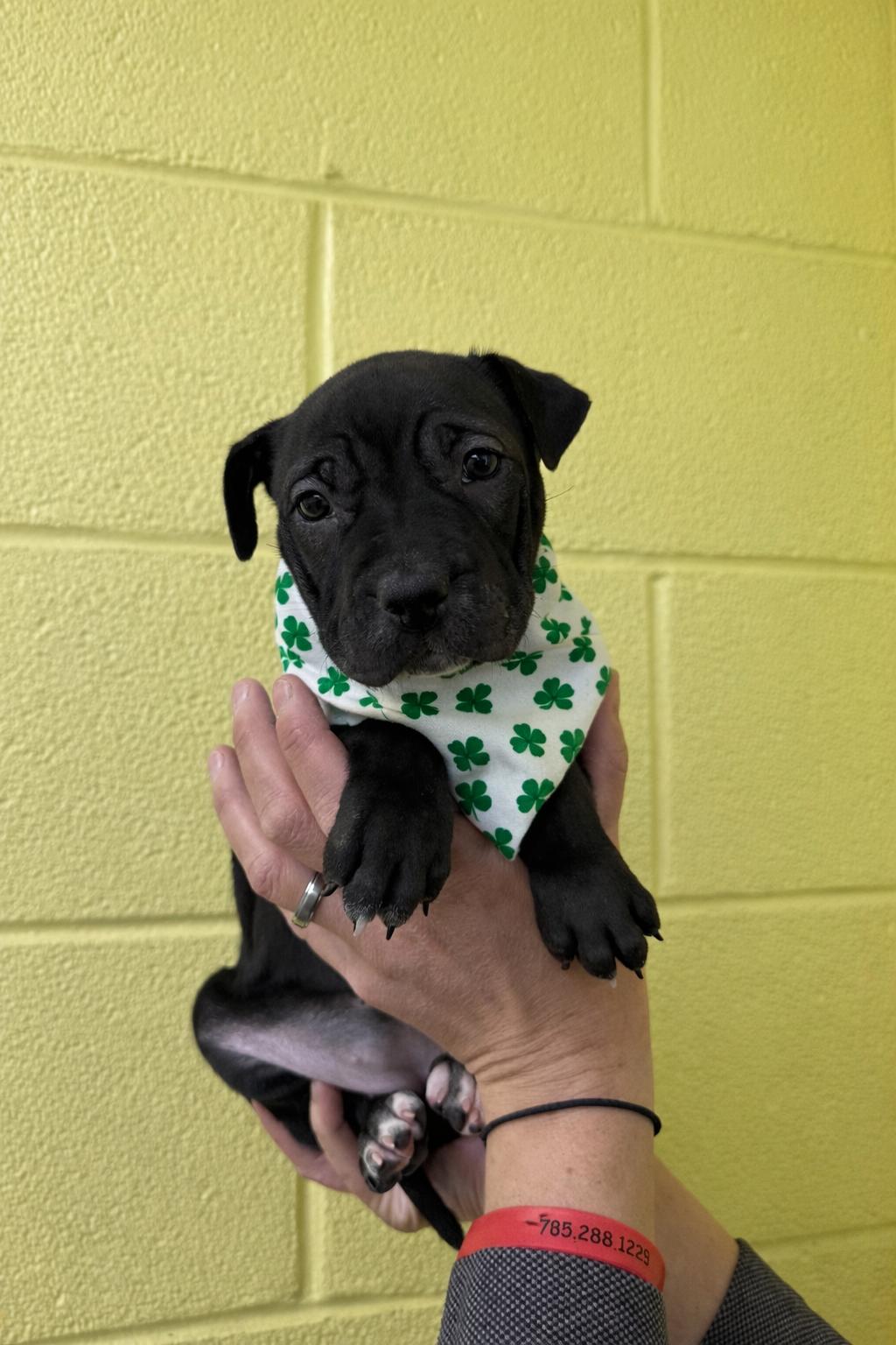 Enlarge Sabrina (Carpenter), a Adoptable mixed breed in Hiawatha, KS image 2/5