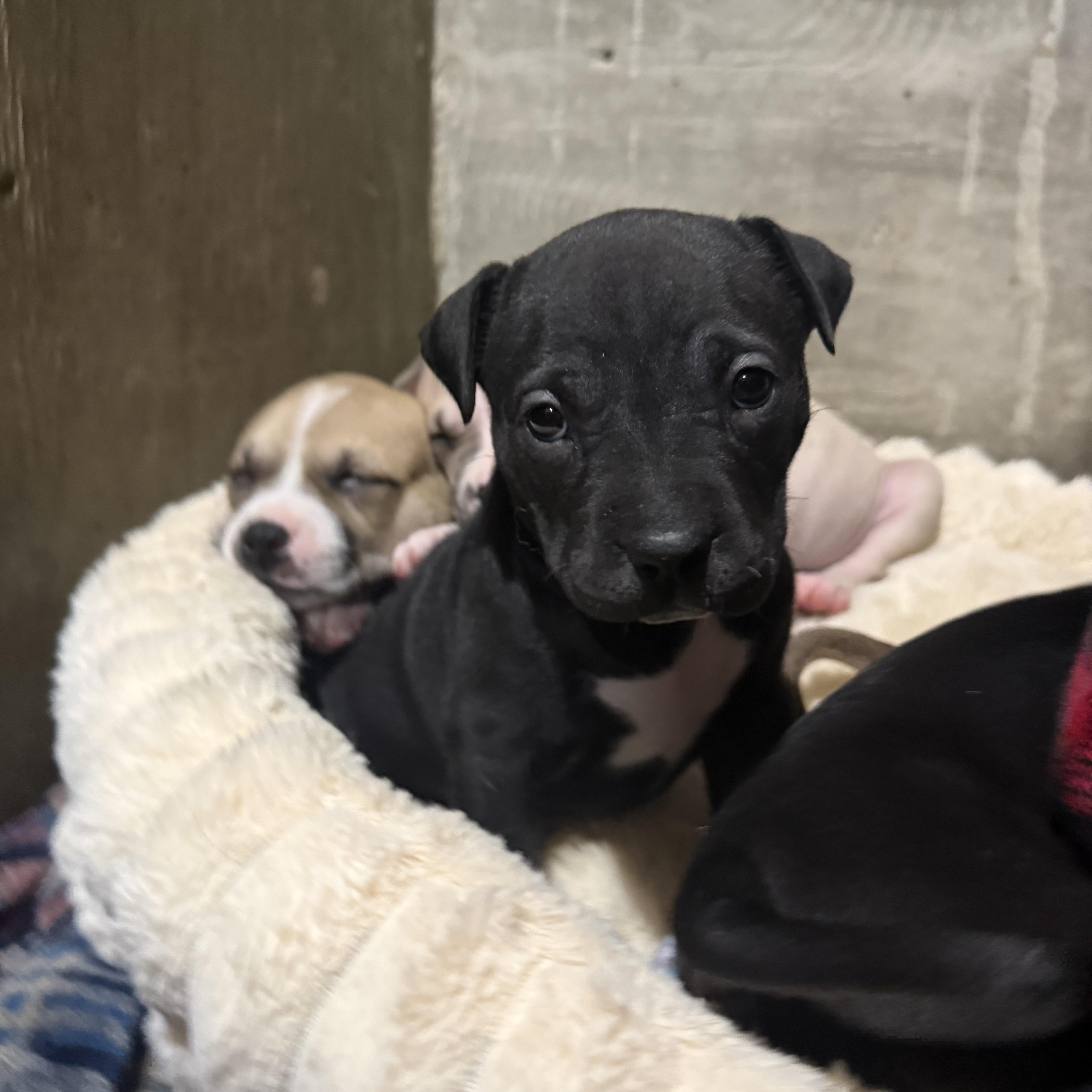 Enlarge Sabrina (Carpenter), a Adoptable mixed breed in Hiawatha, KS image 1/5