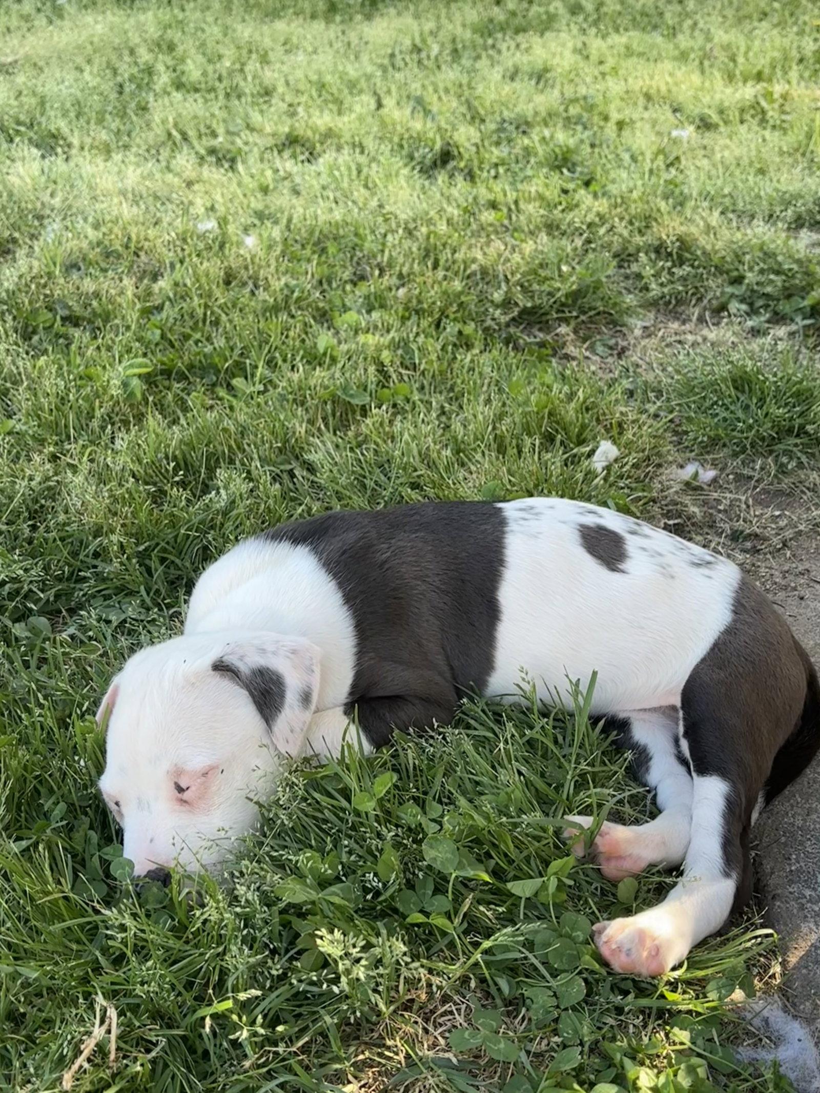 Enlarge Asia (Blossom Litter), a Adopted mixed breed in Holly Springs, NC image 1/3