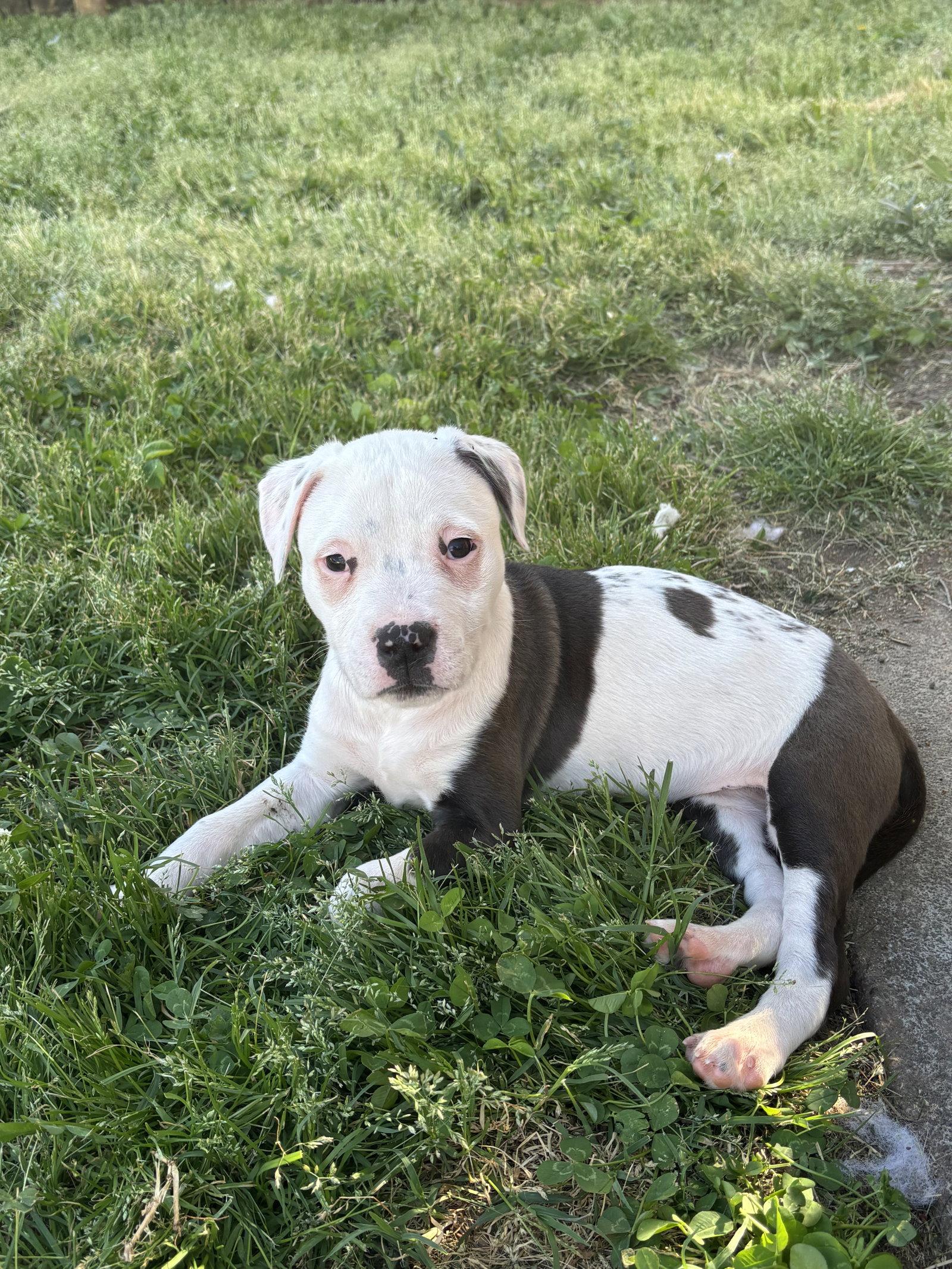 Enlarge Asia (Blossom Litter), a Adopted mixed breed in Holly Springs, NC image 2/3