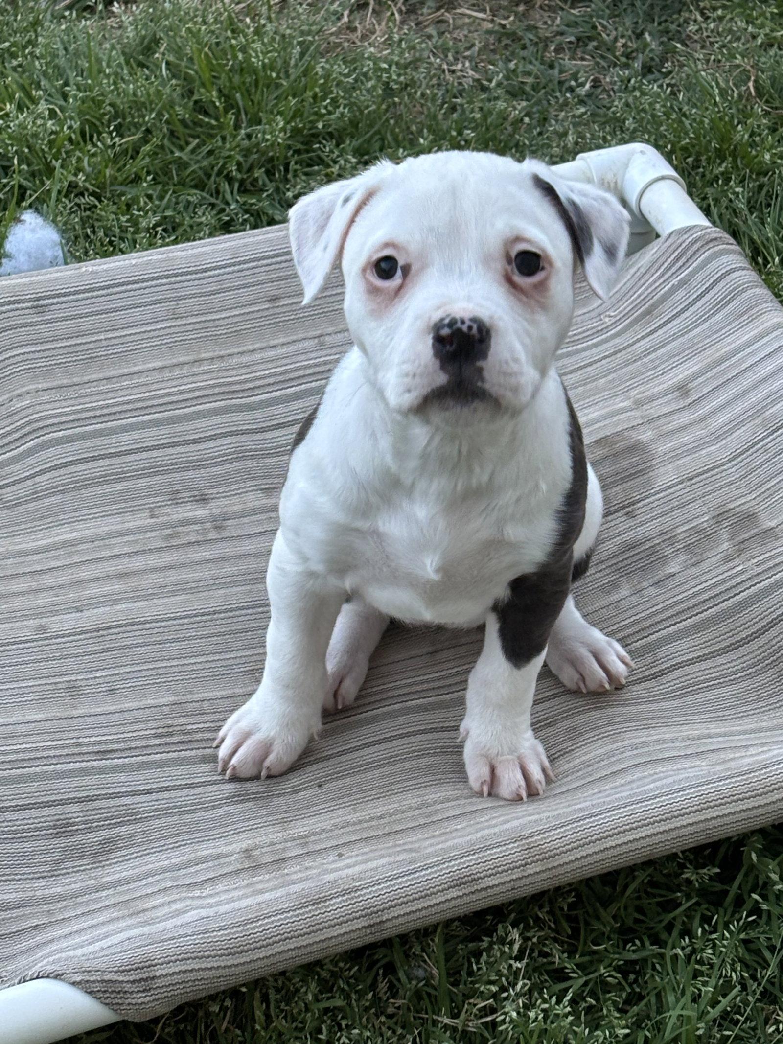 Enlarge Asia (Blossom Litter), a Adopted mixed breed in Holly Springs, NC image 3/3