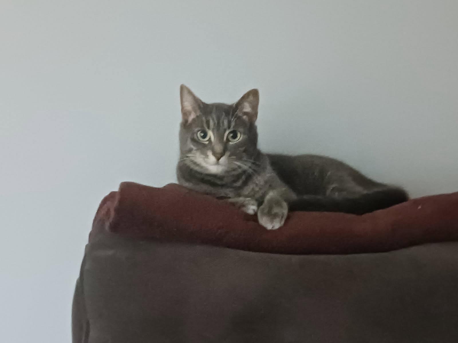 Enlarge LUCY 3 (bonded with WILLOW 2), a Adoptable Domestic Short Hair in Tillsonburg, ON image 1/1