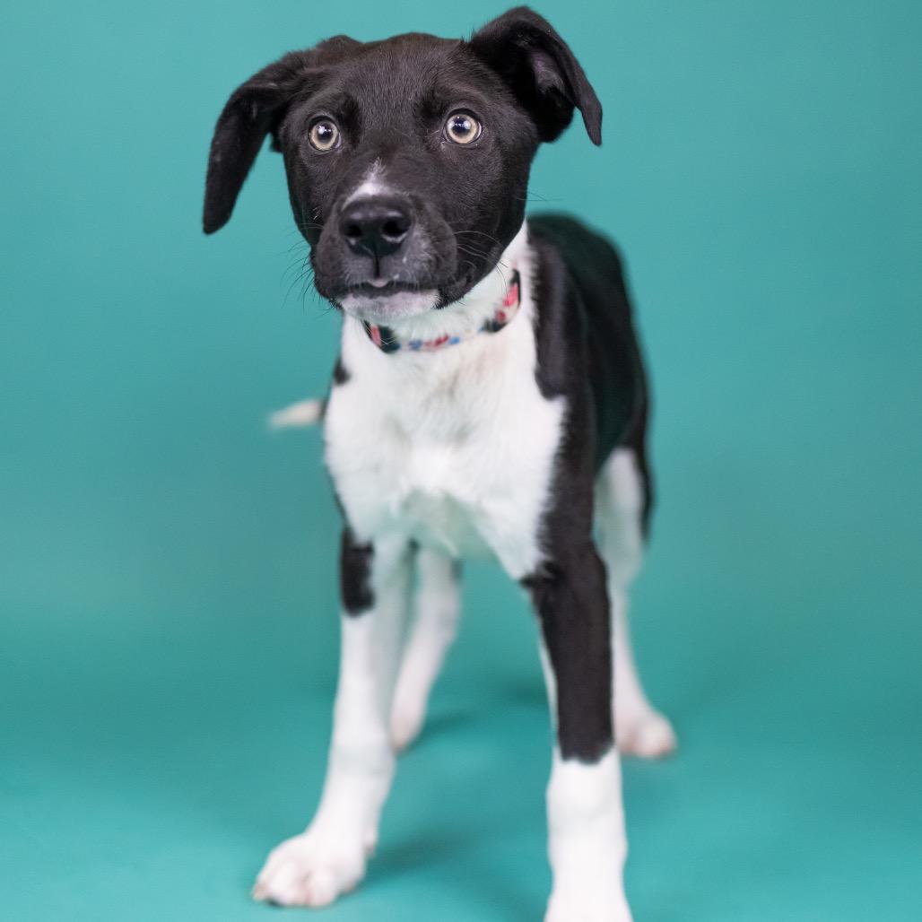 Jagger, Adoptable, Puppy Male Mixed Breed.