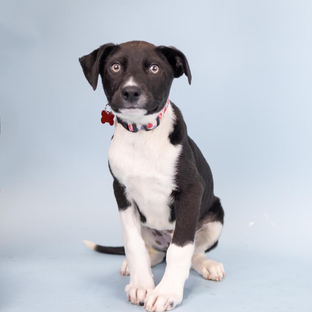 Enlarge Jagger, a Adoptable Mixed Breed in Portland, OR image 2/4