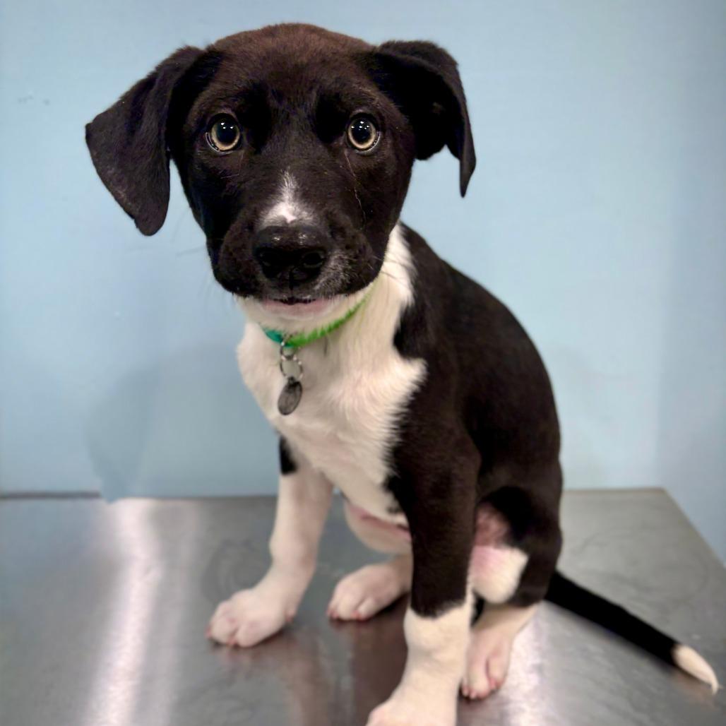 Enlarge Jagger, a Adoptable Mixed Breed in Portland, OR image 3/4
