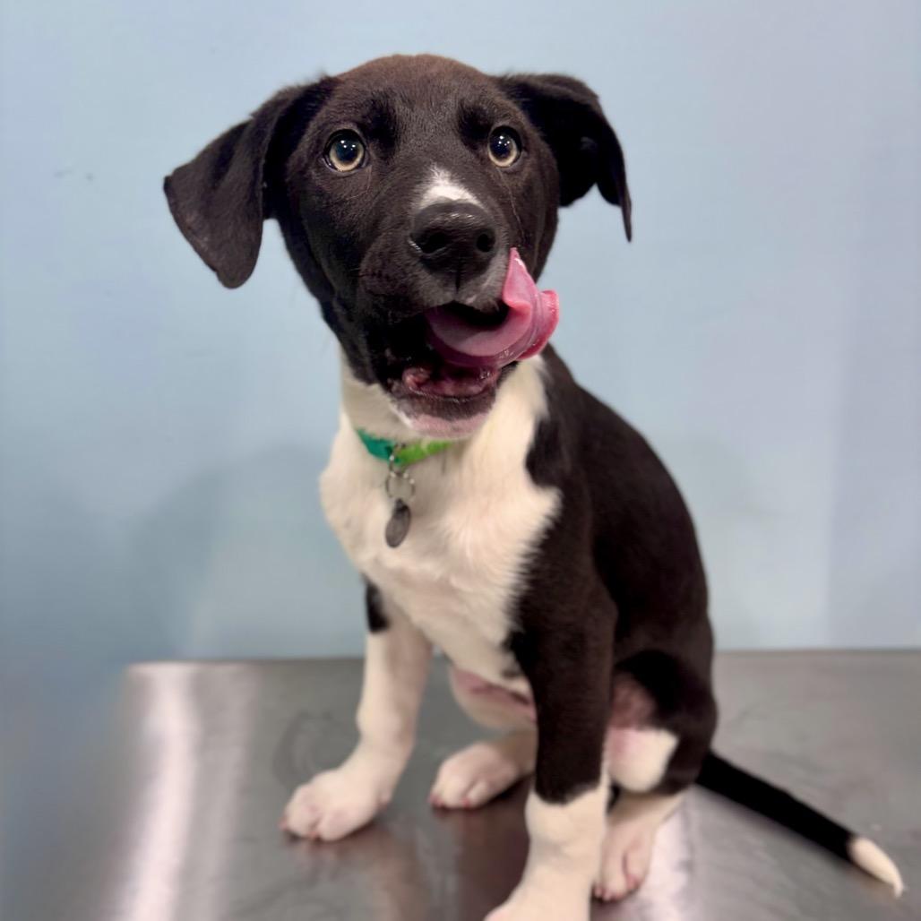 Enlarge Jagger, a Adoptable Mixed Breed in Portland, OR image 4/4
