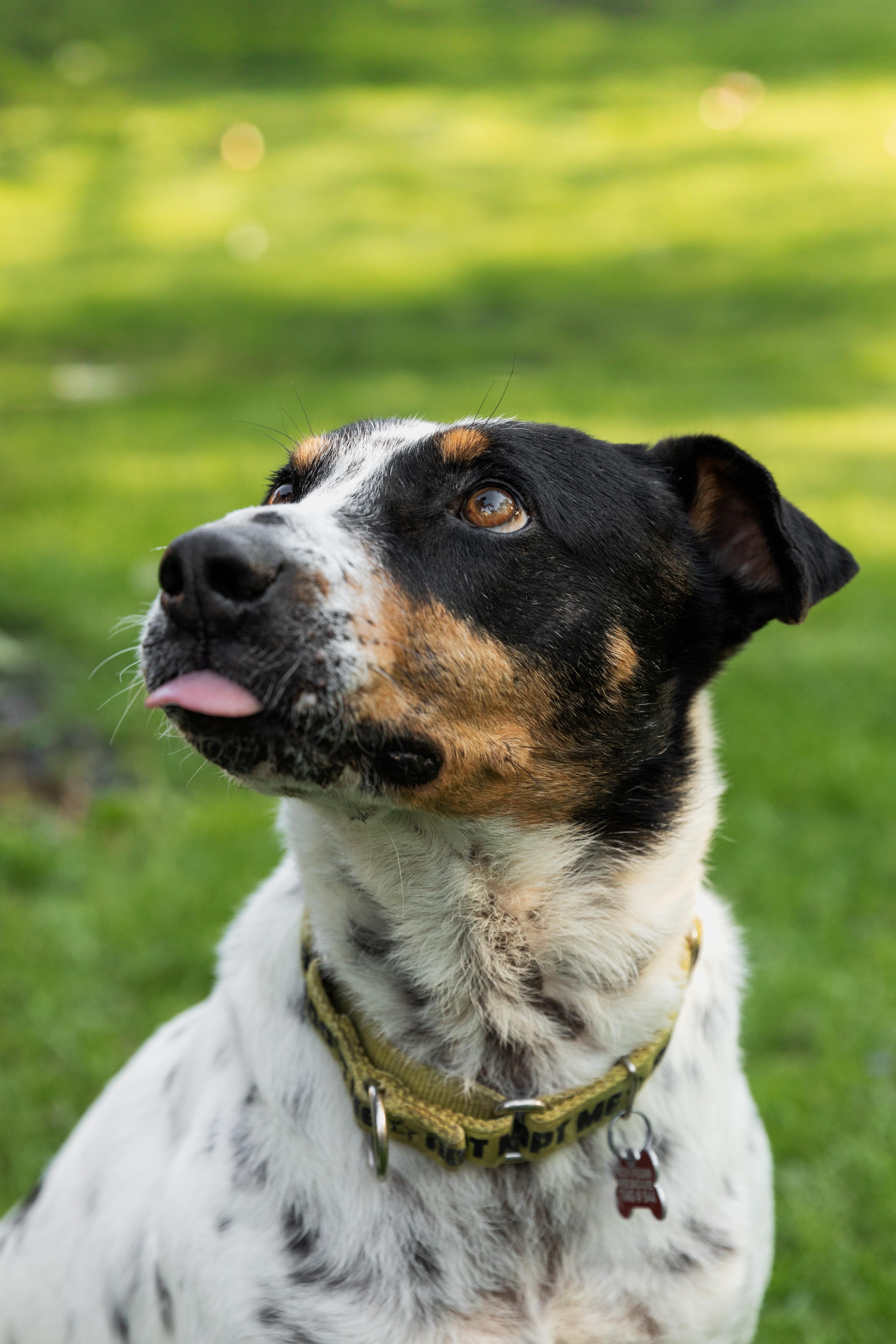 Enlarge Kiko, a ADOPTABLE Mixed Breed in Mississauga, ON image 4/6