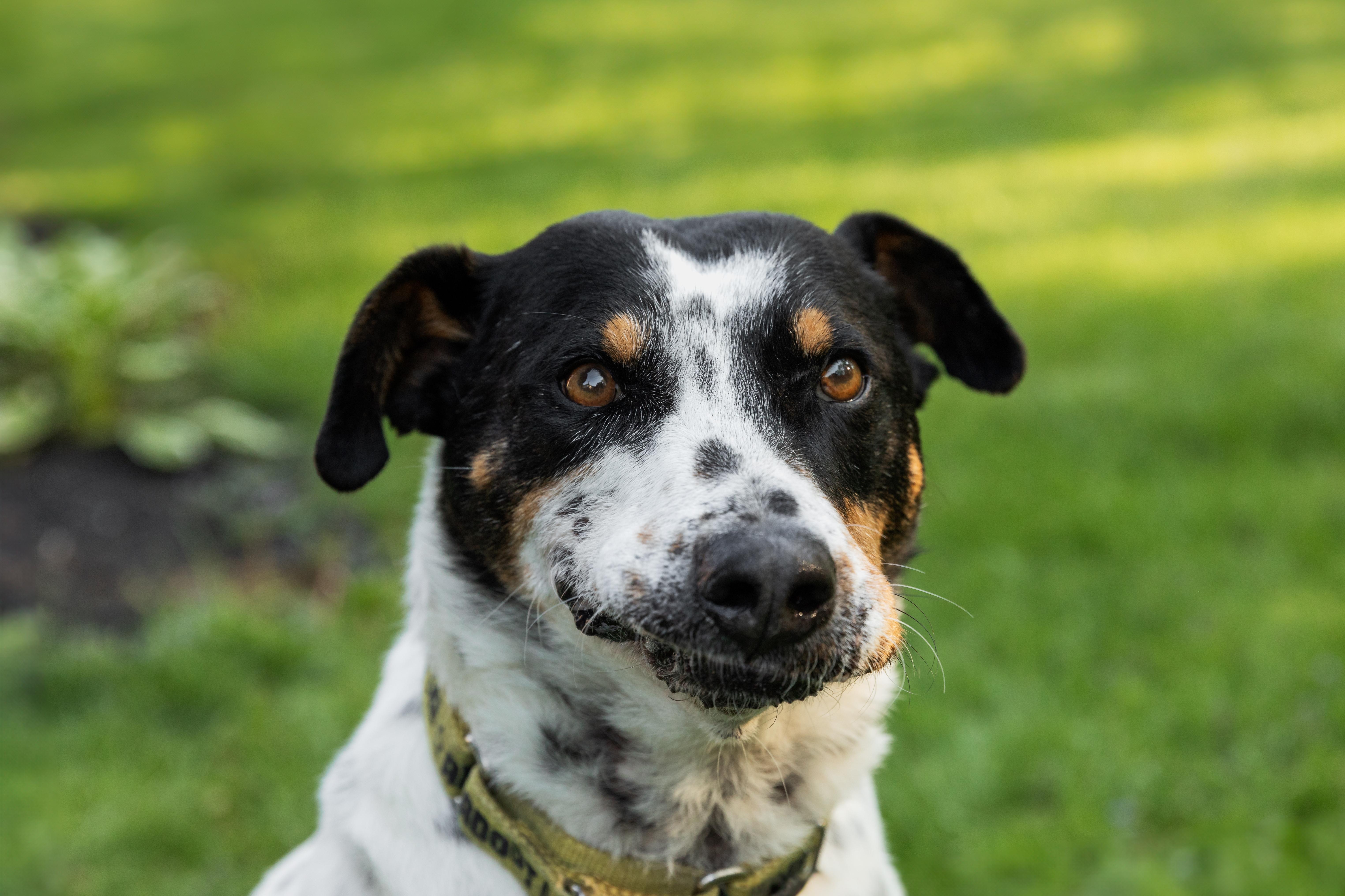 Enlarge Kiko, a ADOPTABLE Mixed Breed in Mississauga, ON image 6/6