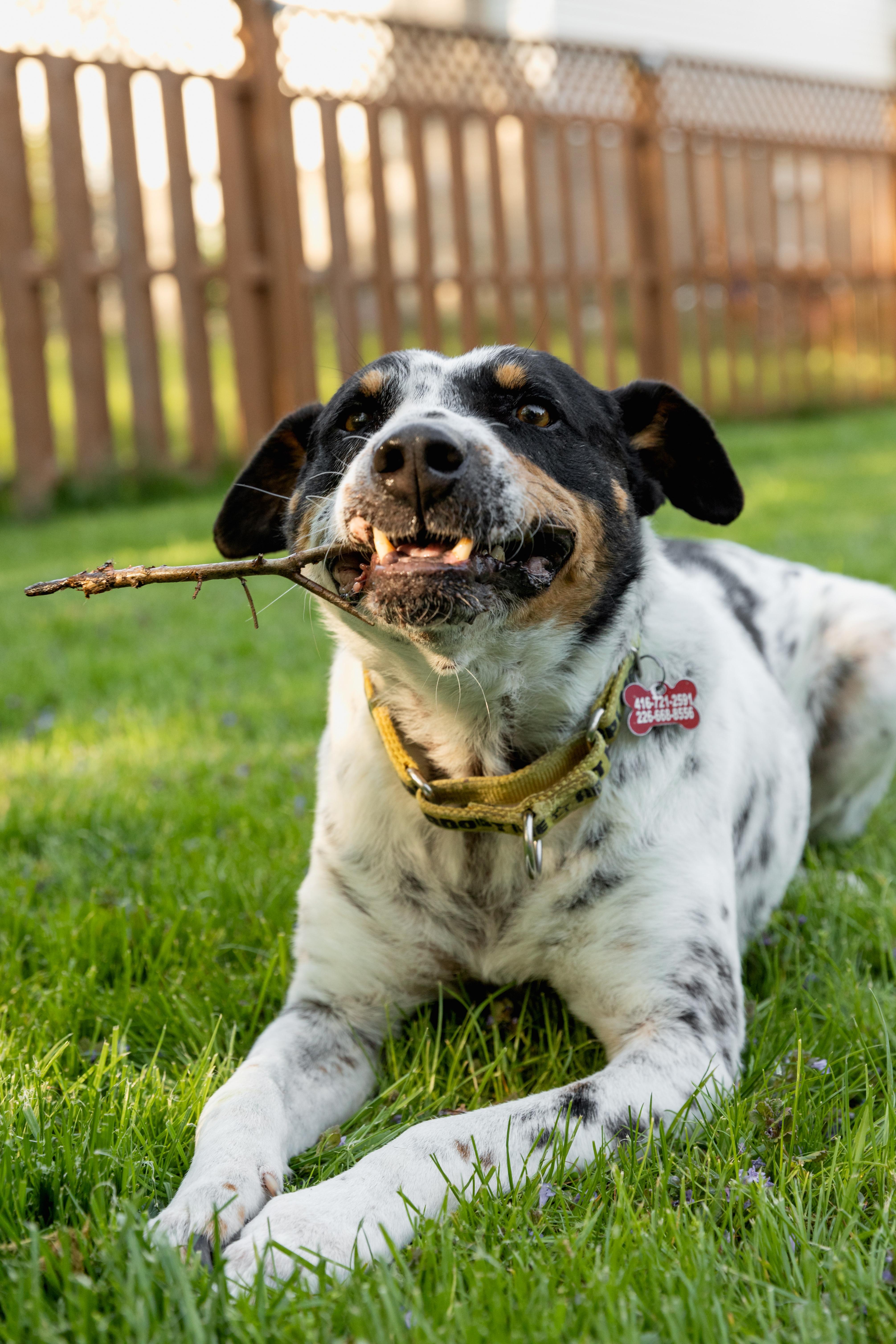 Enlarge Kiko, a ADOPTABLE Mixed Breed in Mississauga, ON image 5/6