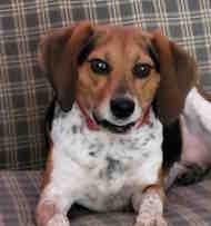 Peanut, adoptable, Young Female Beagle.