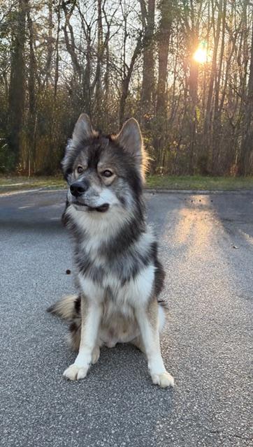 Enlarge Wiley (GREAT Family Dog), a ADOPTABLE mixed breed in Newfoundland, PA image 3/4