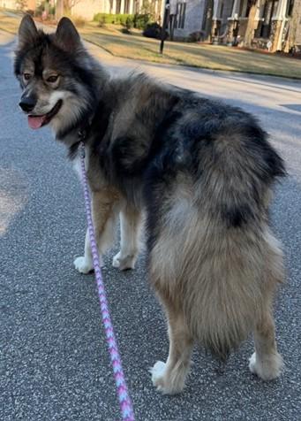 Enlarge Wiley (GREAT Family Dog), a ADOPTABLE mixed breed in Newfoundland, PA image 2/4