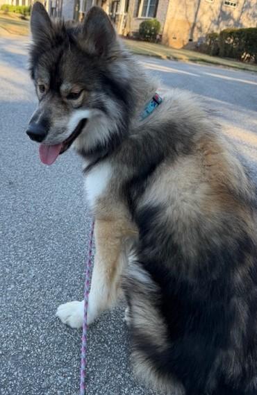 Enlarge Wiley (GREAT Family Dog), a ADOPTABLE mixed breed in Newfoundland, PA image 4/4