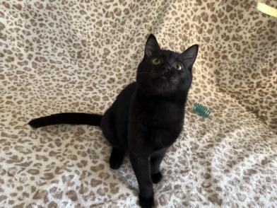 Chester — thumbnail 3