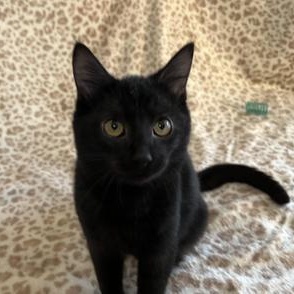 Chester — thumbnail 5