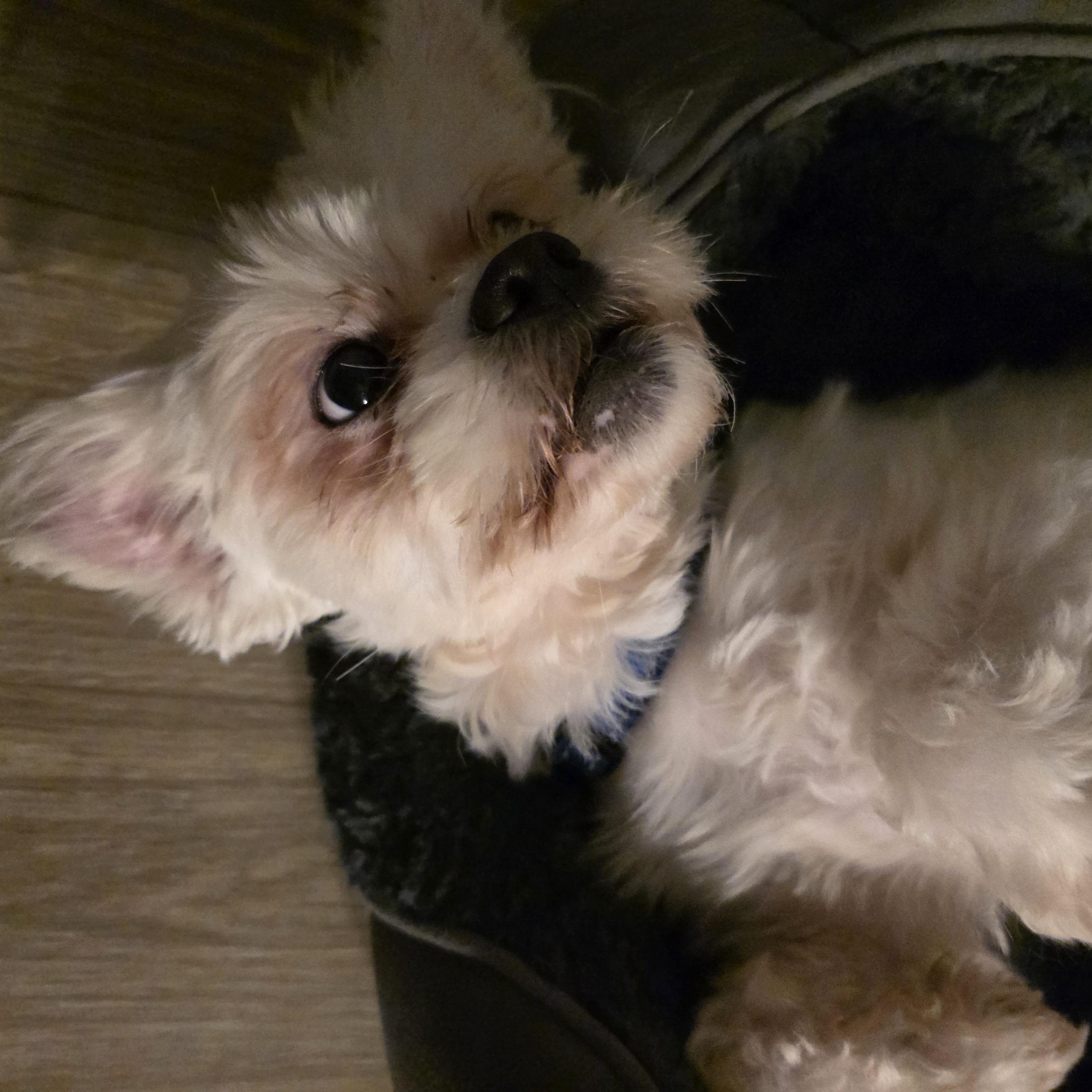 Charlie thumbnail 3