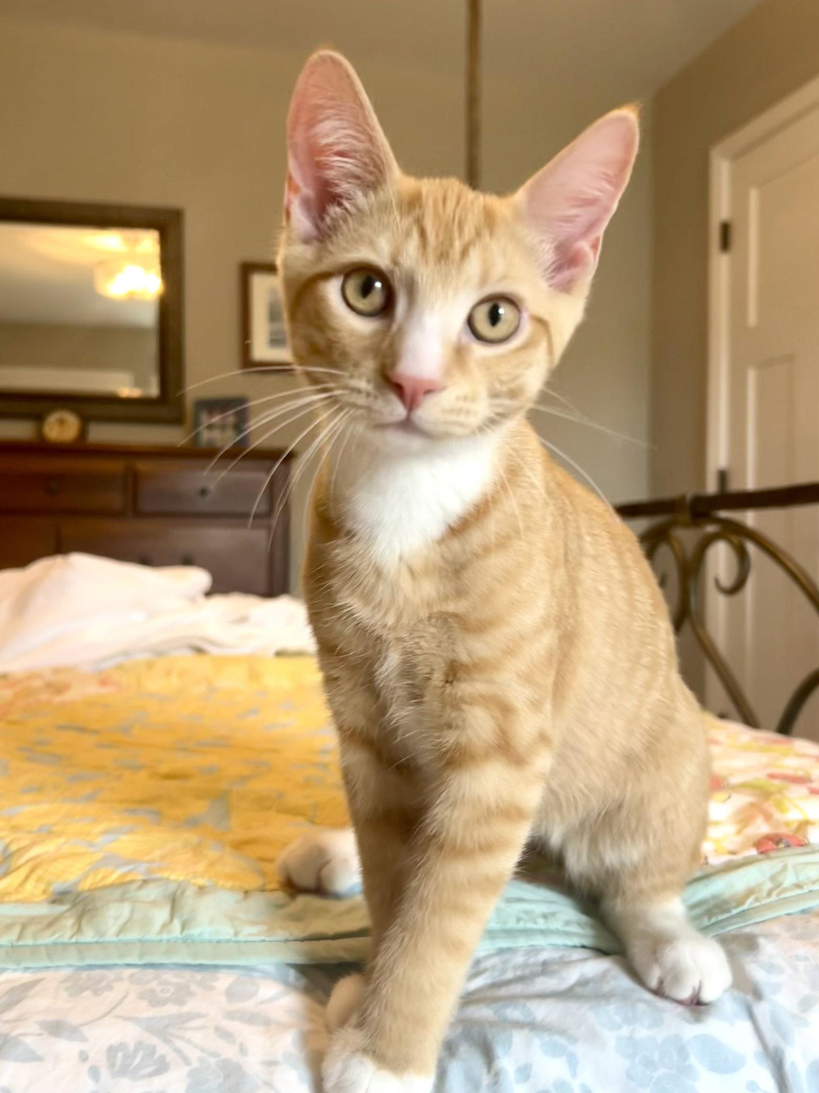 Clark, a Adoptable Domestic Short Hair in Lutherville, MD image 2/3