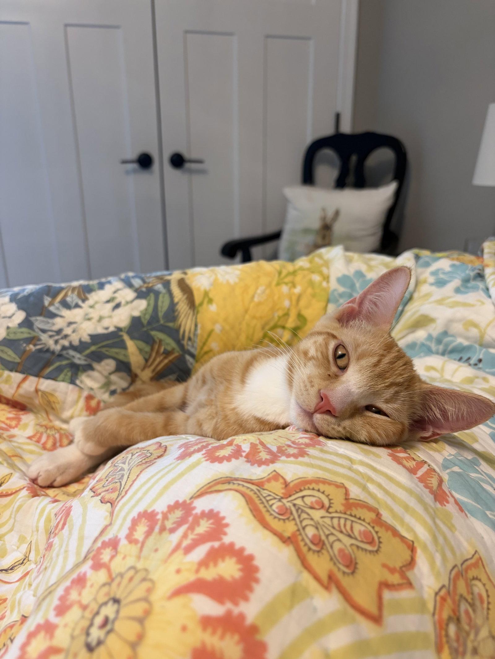 Clark, a Adoptable Domestic Short Hair in Lutherville, MD image 3/3