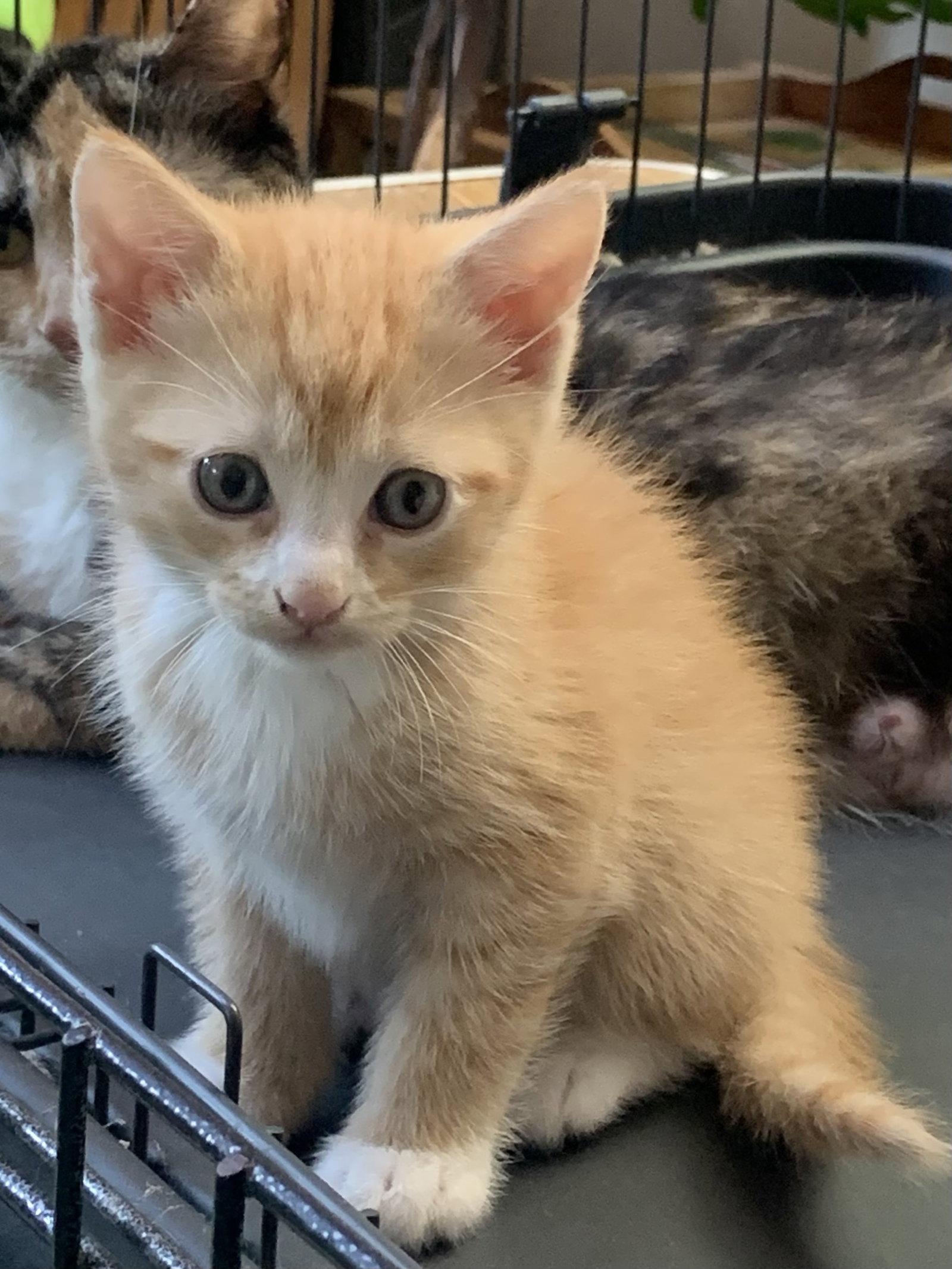 Grover, Adoptable, Young Male Domestic Short Hair.