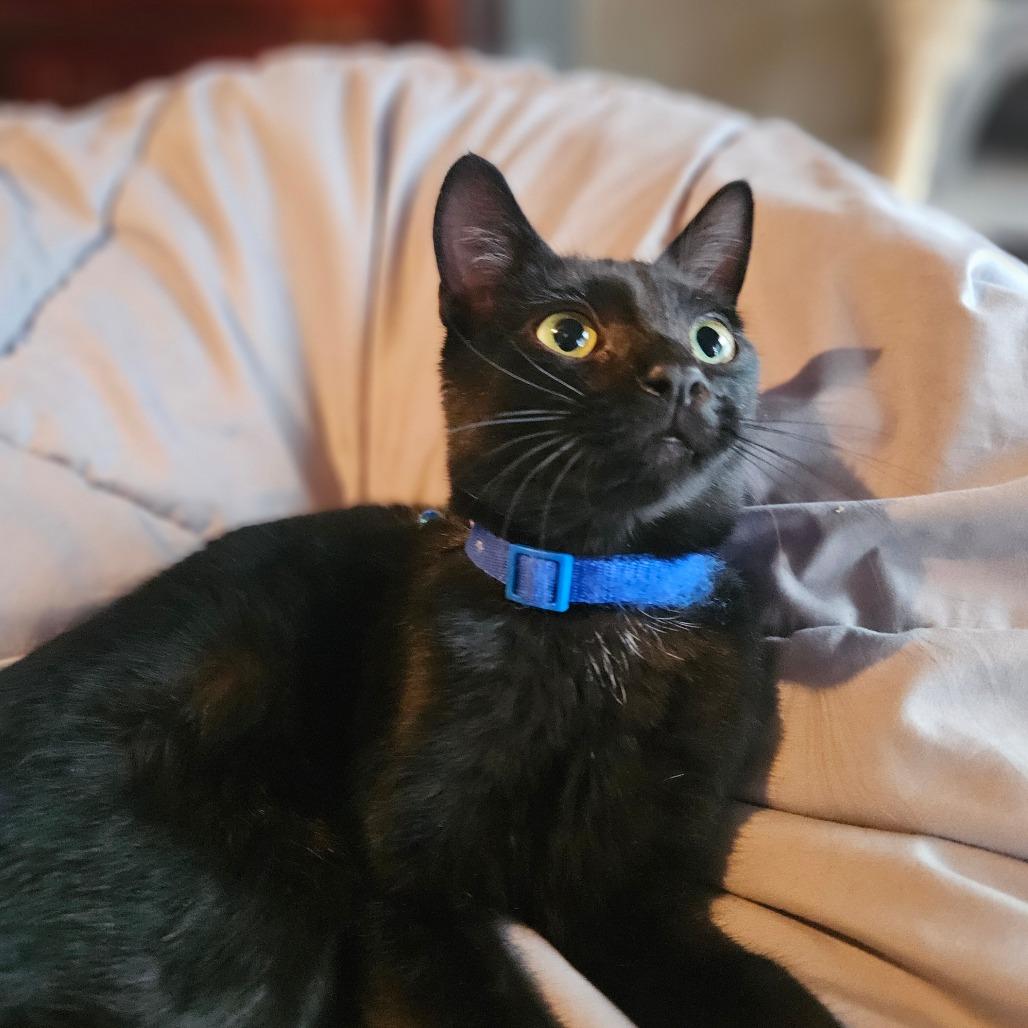 Spirit, Adoptable, Young Female Domestic Short Hair.