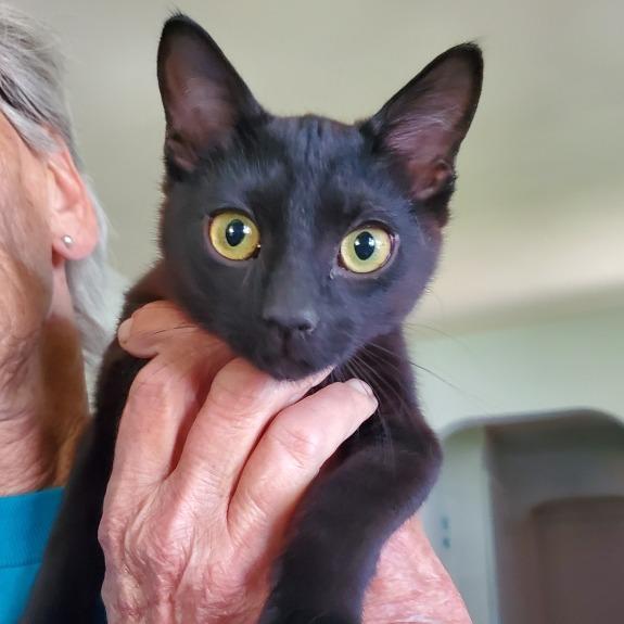 Spirit, a Adoptable Domestic Short Hair in Ringtown, PA image 2/4