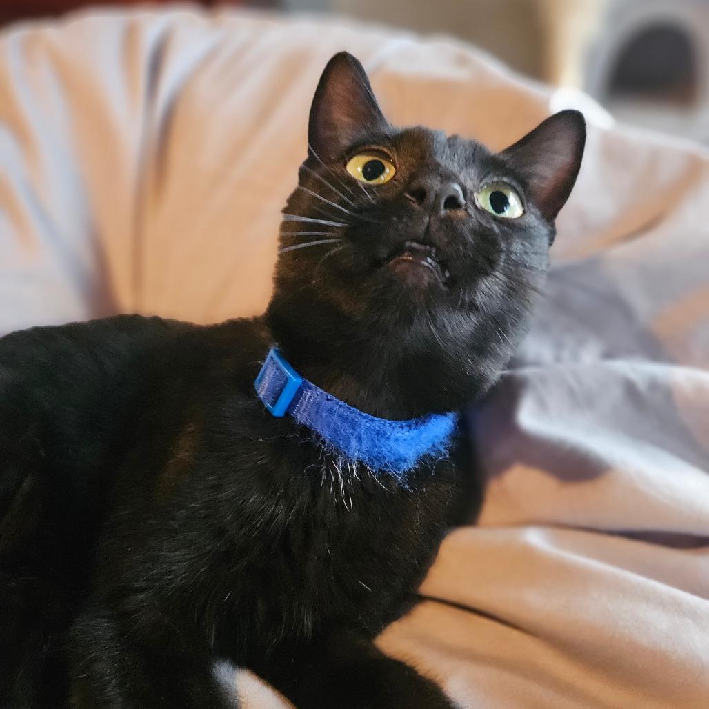 Spirit, a Adoptable Domestic Short Hair in Ringtown, PA image 3/4