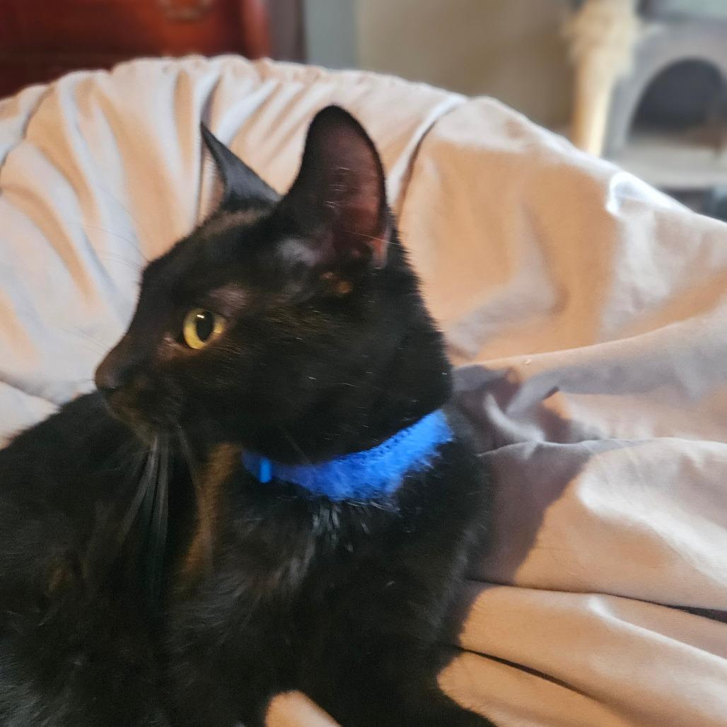 Spirit, a Adoptable Domestic Short Hair in Ringtown, PA image 4/4