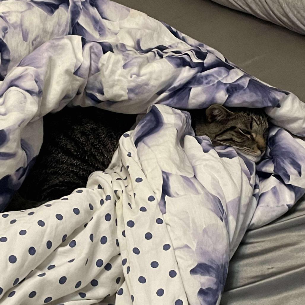 Tomai, Adoptable, Adult Male Domestic Short Hair.