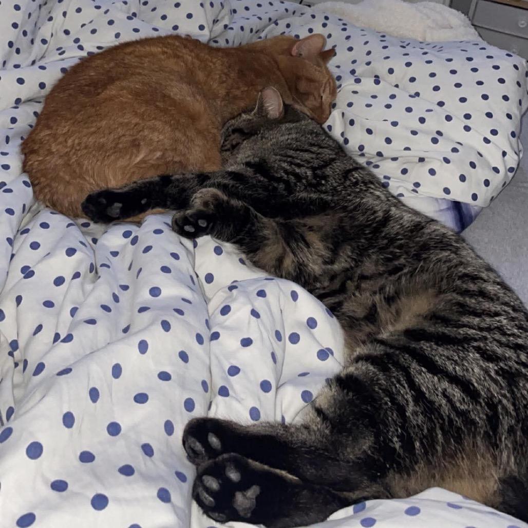 Enlarge Tomai, a Adoptable Domestic Short Hair in Hedgesville, WV image 2/6