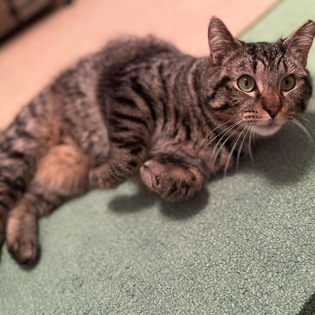 Enlarge Tomai, a Adoptable Domestic Short Hair in Hedgesville, WV image 3/6