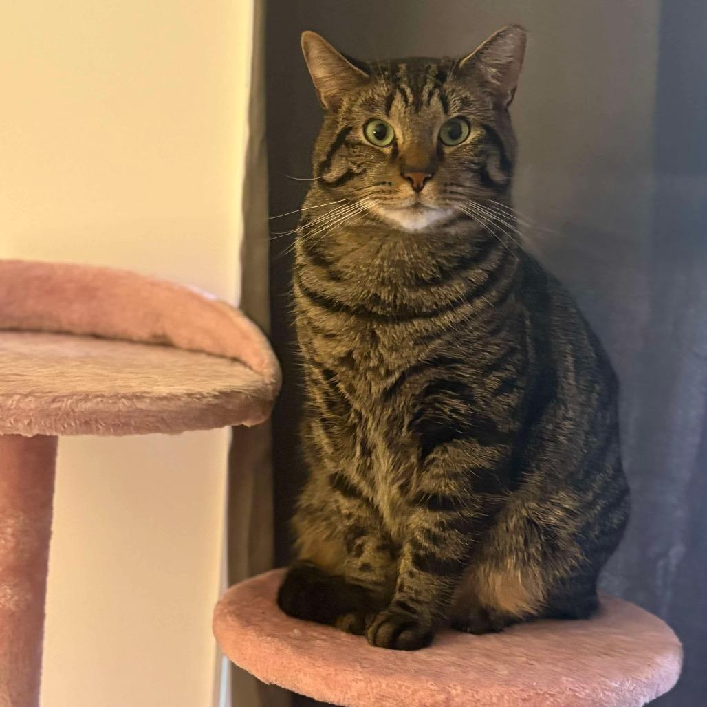 Enlarge Tomai, a Adoptable Domestic Short Hair in Hedgesville, WV image 4/6