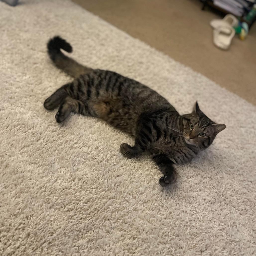 Enlarge Tomai, a Adoptable Domestic Short Hair in Hedgesville, WV image 5/6