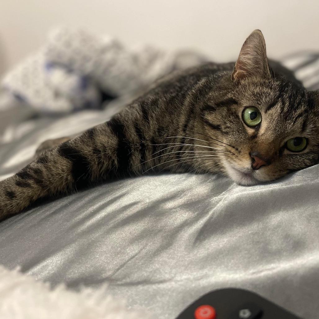 Enlarge Tomai, a Adoptable Domestic Short Hair in Hedgesville, WV image 6/6