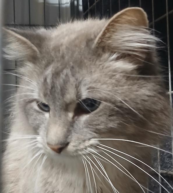 Enlarge 5262933, a ADOPTABLE mixed breed in Lees Summit, MO image 1/3