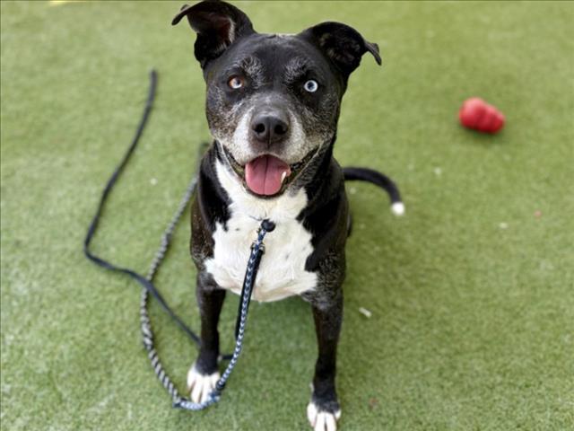 ZOMBIE, Adoptable, Adult Male Pit Bull Terrier.