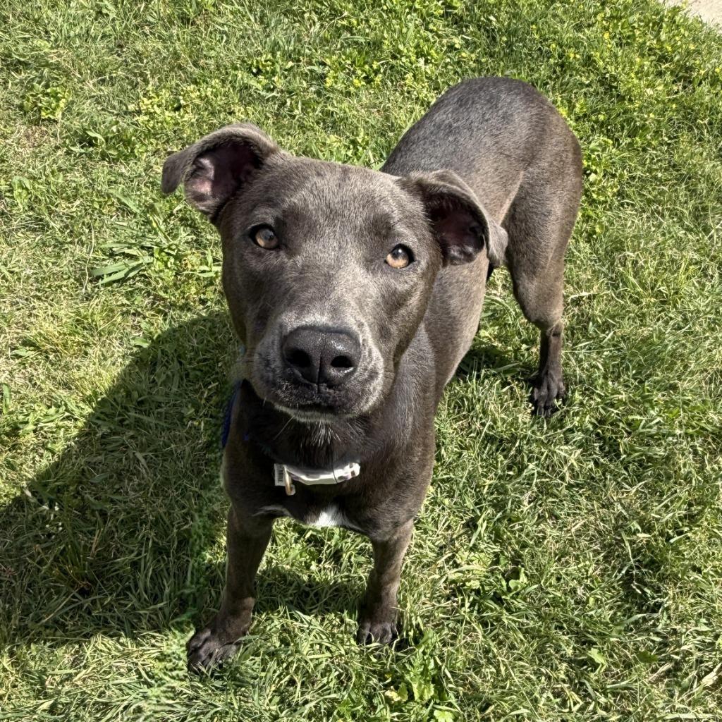 Kaylie, Adoptable, Young Female American Staffordshire Terrier.
