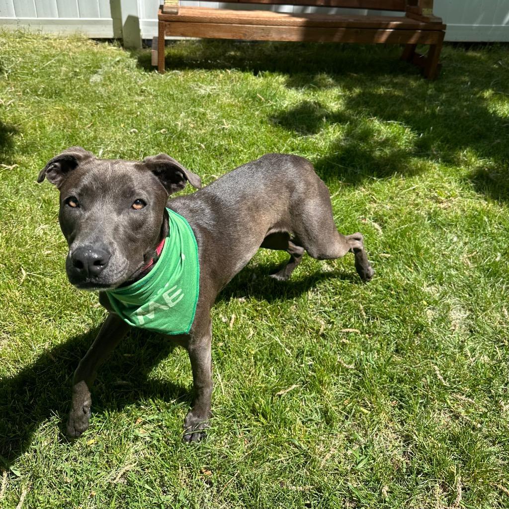 Enlarge Kaylie, a Adoptable mixed breed in Logan, UT image 2/4