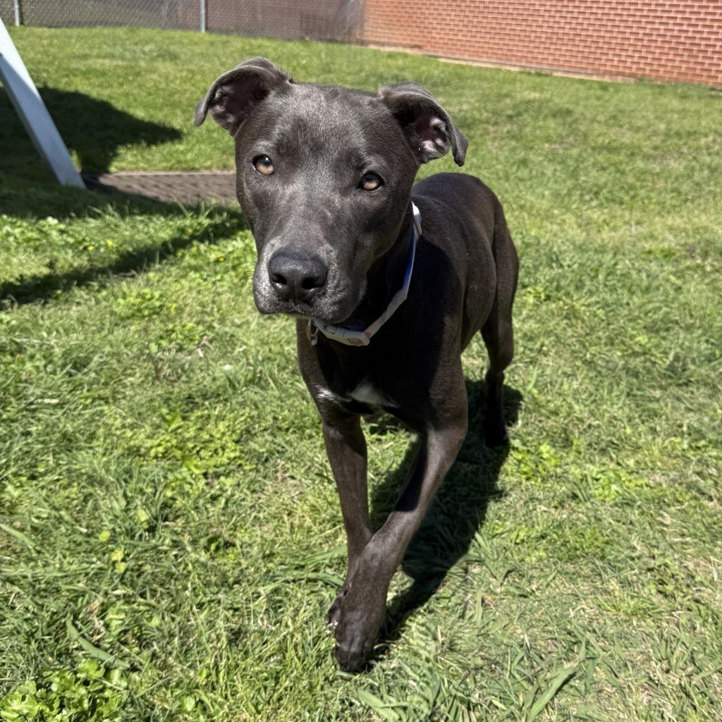 Enlarge Kaylie, a Adoptable mixed breed in Logan, UT image 3/4