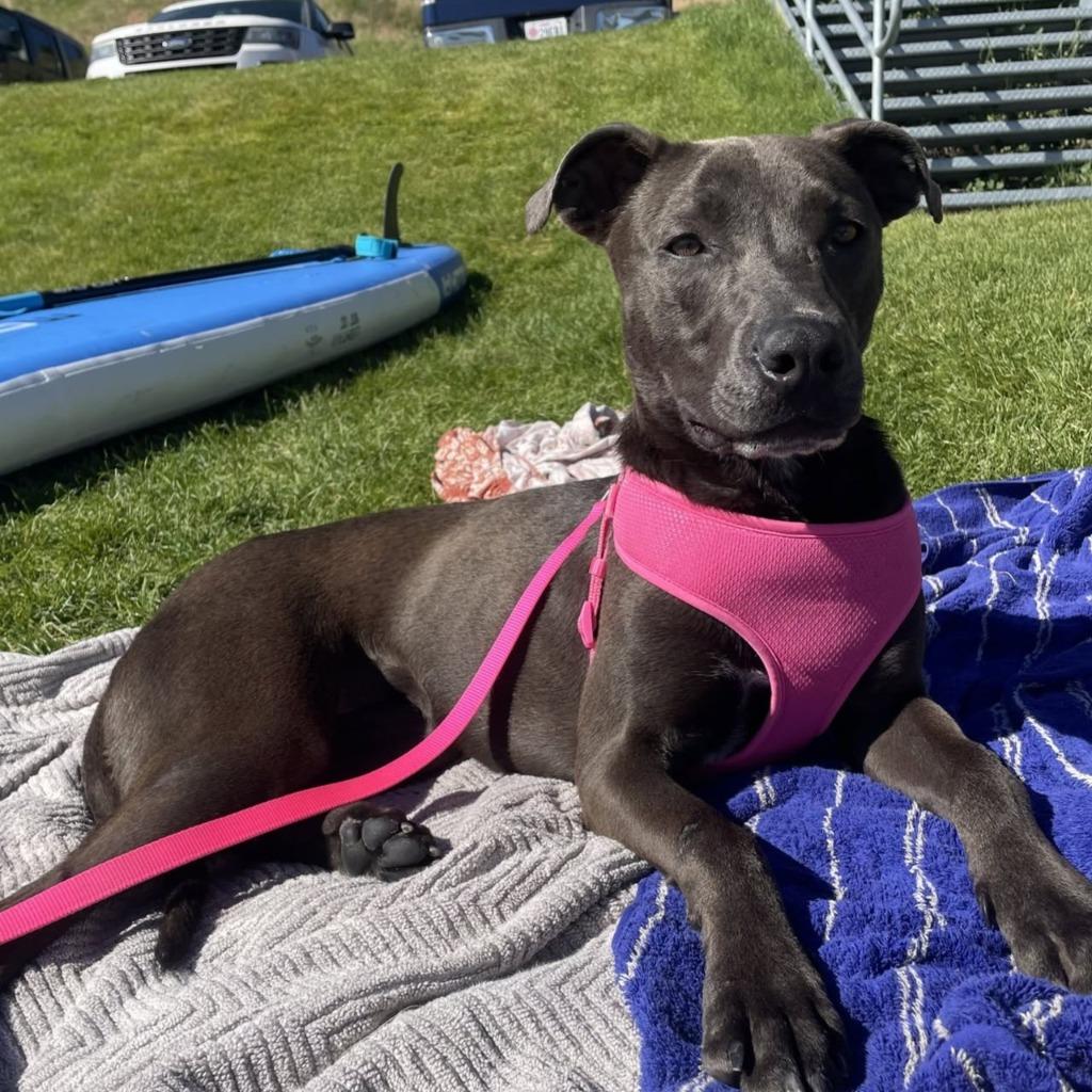 Kaylie, a Adoptable mixed breed in Logan, UT image 4/5