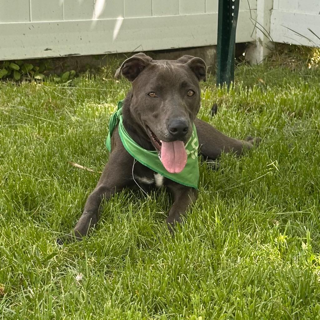 Enlarge Kaylie, a Adoptable mixed breed in Logan, UT image 4/4