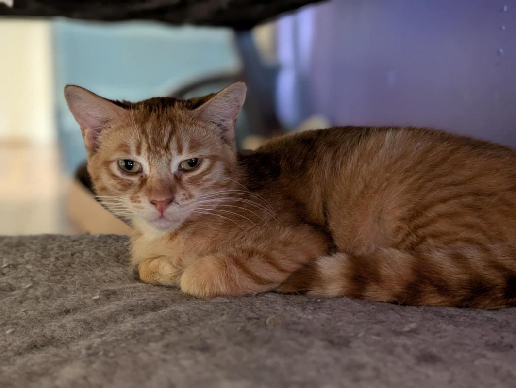 Enlarge Rajah, a ADOPTABLE Domestic Short Hair in Kalamazoo, MI image 1/1
