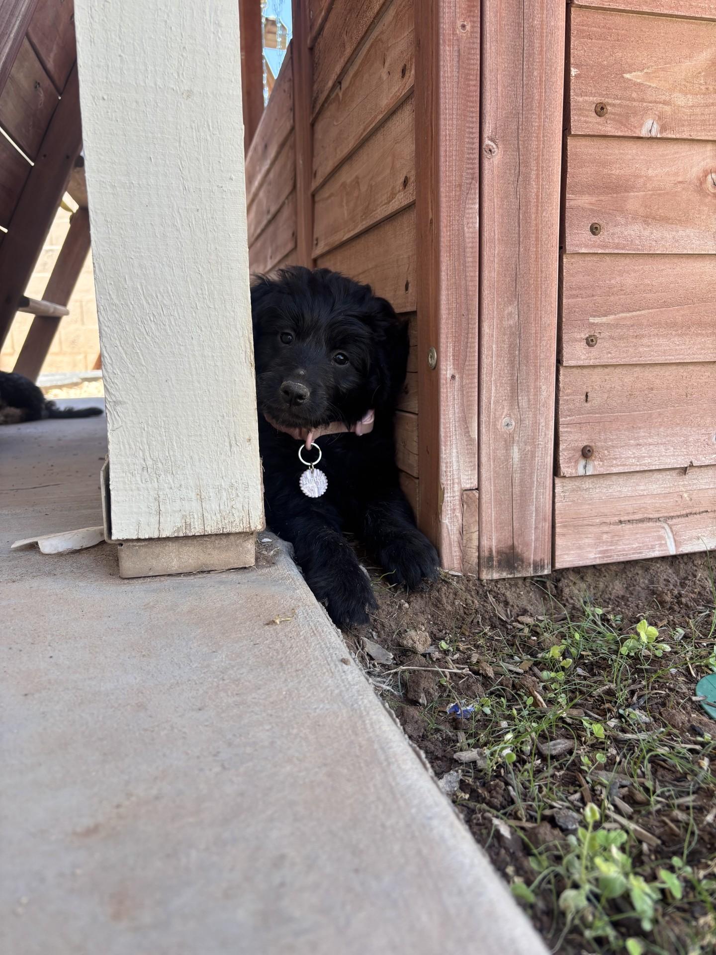 Enlarge Buttercup, an adopted mixed breed in Gilbert, AZ image 5/6